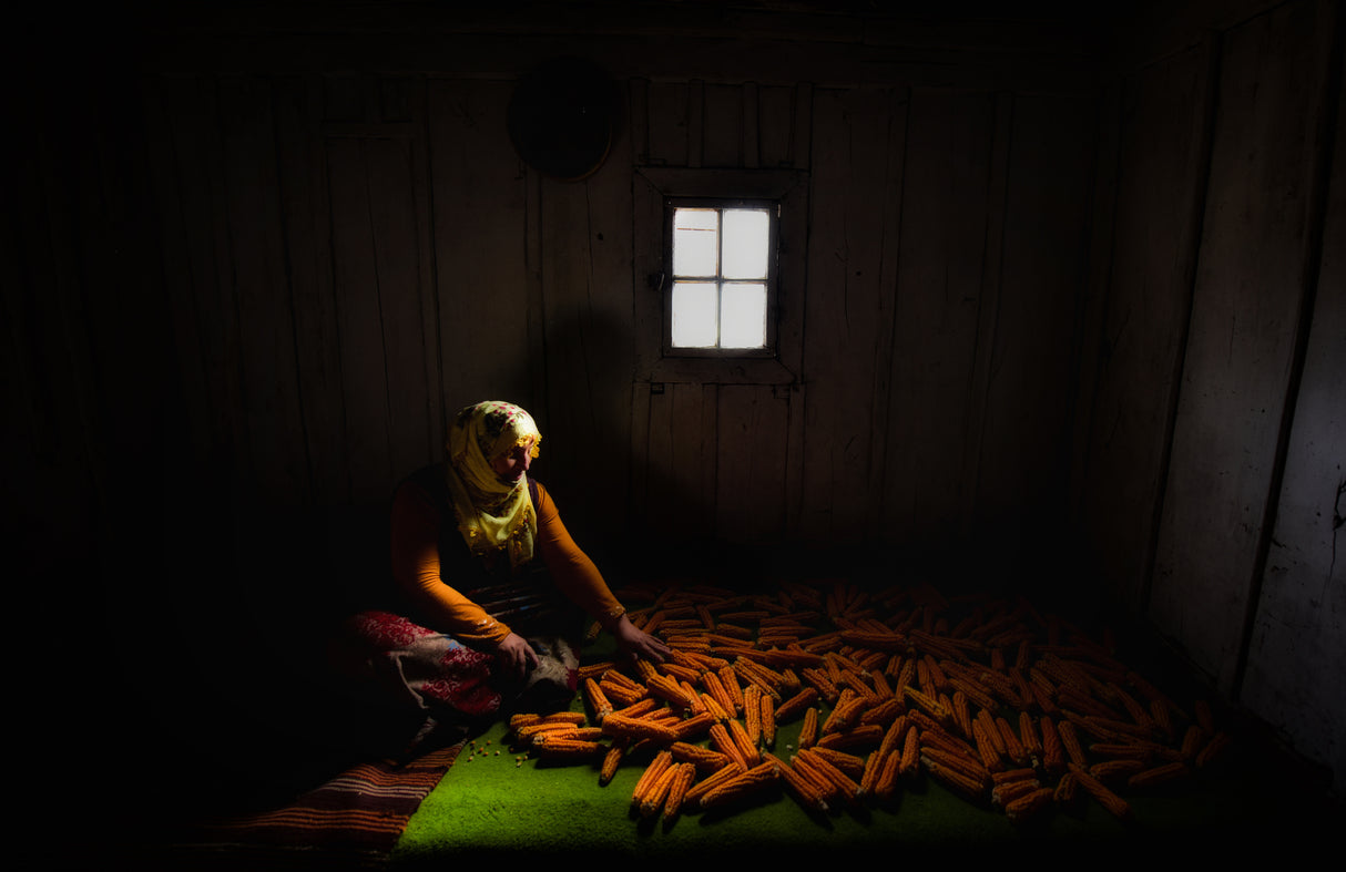 Corner of Corn Poster och Canvastavla