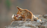 Play of Foxes Poster och Canvastavla