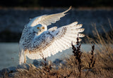 Snowy owl taking off Poster och Canvastavla