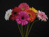 multicolored Gerbera flowers Poster och Canvastavla