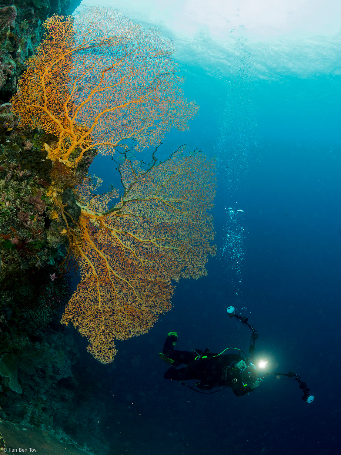 Gorgonia and a diver Poster och Canvastavla