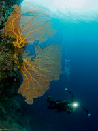 Gorgonia and a diver Poster och Canvastavla