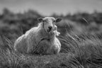 Happy sheep resting in the dunes Poster och Canvastavla