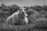 Happy sheep resting in the dunes Poster och Canvastavla
