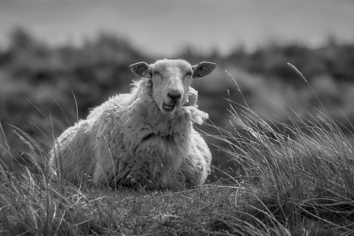 Happy sheep resting in the dunes Poster och Canvastavla