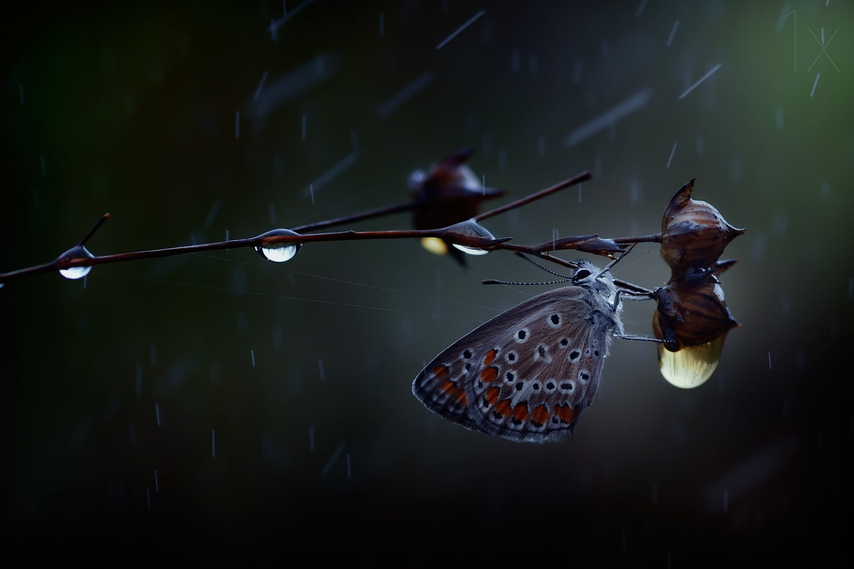 In the rain... Poster och Canvastavla