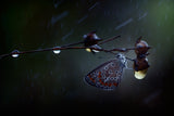 In the rain... Poster och Canvastavla