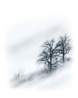 Trees in the mist Poster och Canvastavla