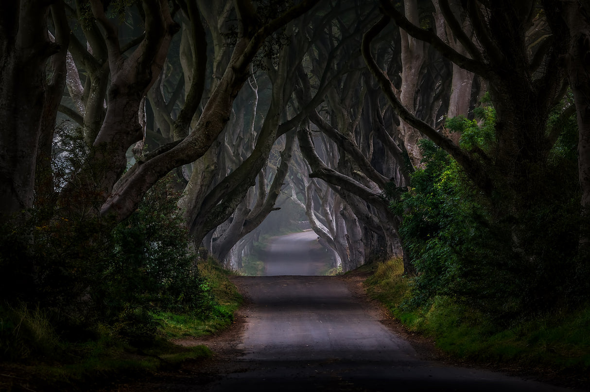 The Dark Hedges - Magic road Poster och Canvastavla