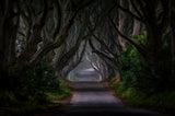 The Dark Hedges - Magic road Poster och Canvastavla