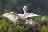 Egret family Poster och Canvastavla