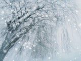 Winter tree Poster och Canvastavla