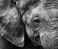 Elephant skin Poster och Canvastavla