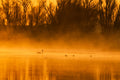 Golden Swan Lake Poster och Canvastavla
