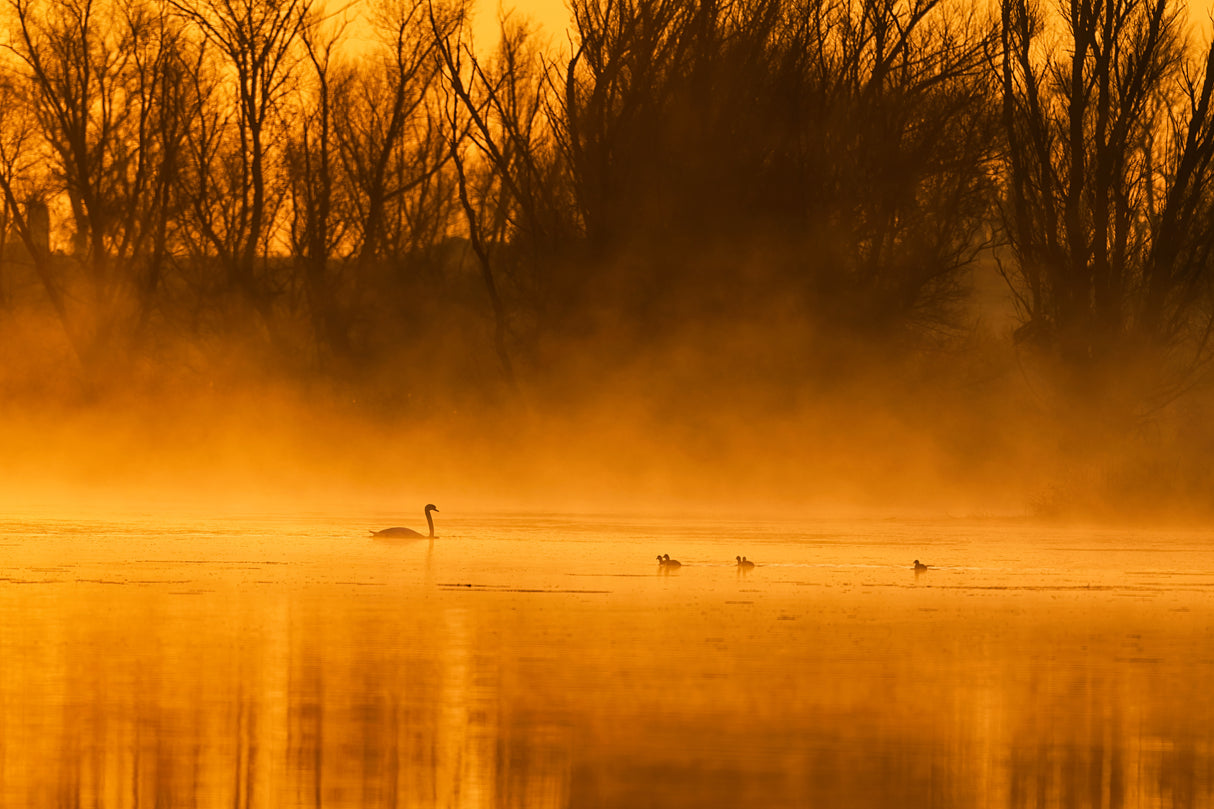 Golden Swan Lake Poster och Canvastavla
