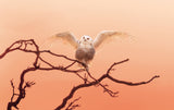 Morning greeting Poster och Canvastavla