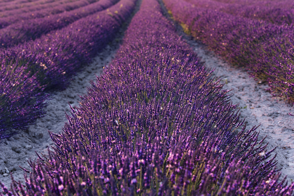 Lavender Detail Poster och Canvastavla