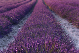 Lavender Detail Poster och Canvastavla