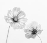 Cosmos duo Poster och Canvastavla