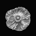 Poppy portrait Poster och Canvastavla