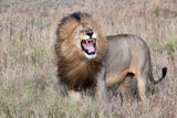 Lion Poster och Canvastavla