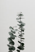 Eucalyptus Natural 03 Poster och Canvastavla