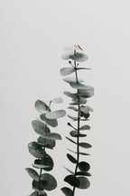 Eucalyptus Natural 03 Poster och Canvastavla