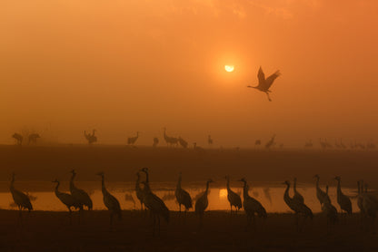 Cranes at sunrise Poster och Canvastavla