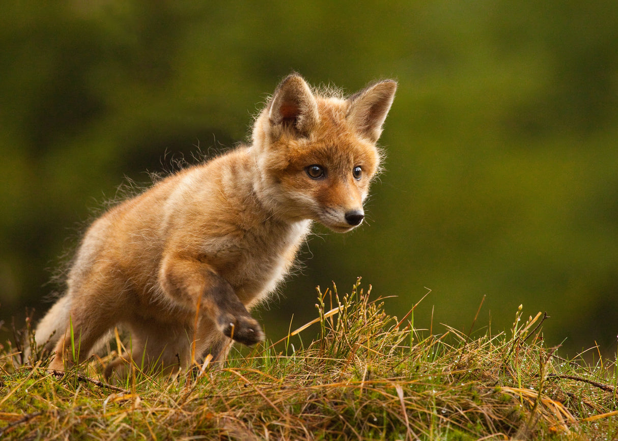 Fox Poster och Canvastavla