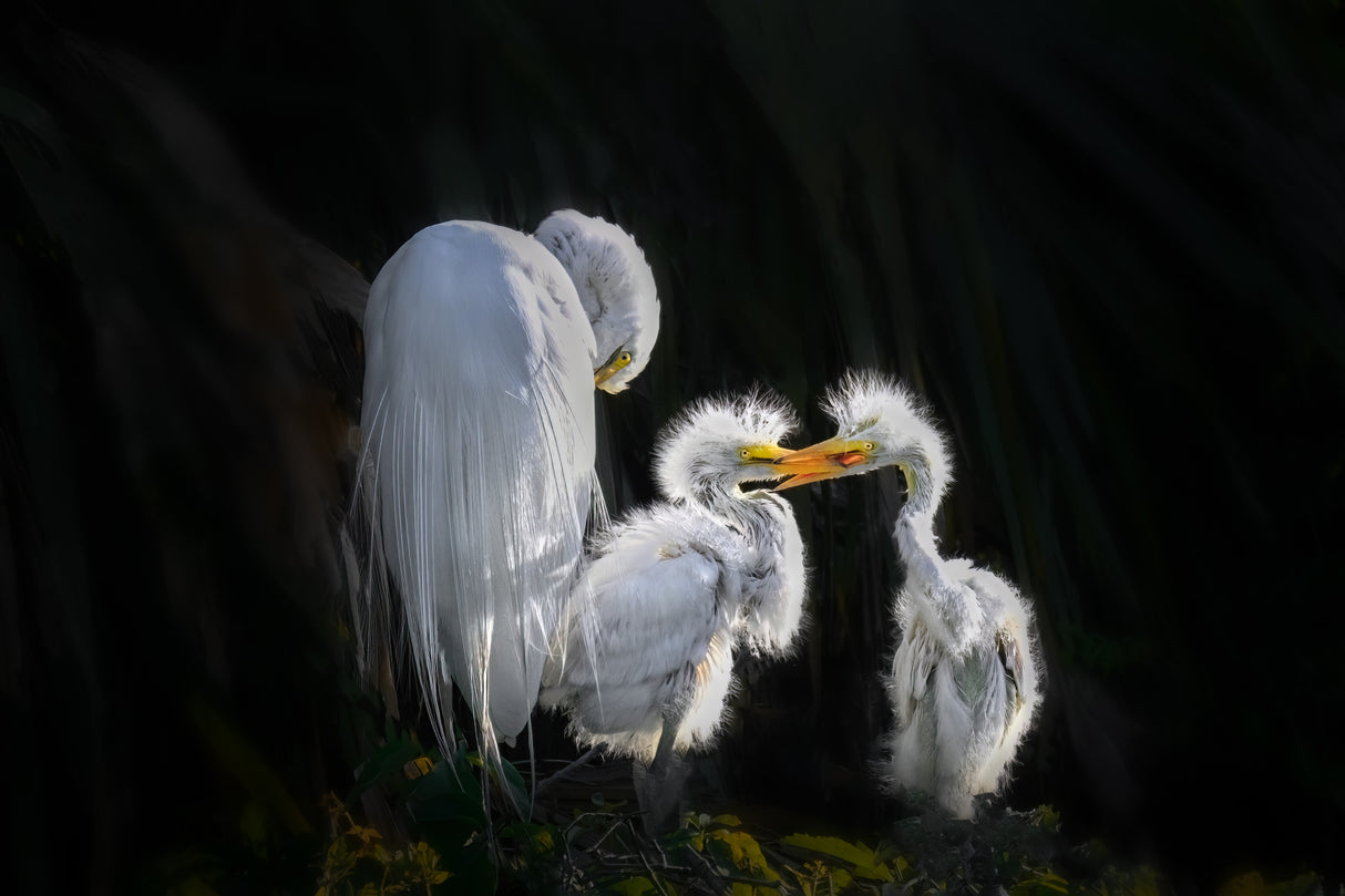 Egret Chicks’ Affectionate Bond Poster och Canvastavla