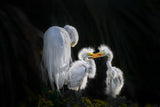 Egret Chicks’ Affectionate Bond Poster och Canvastavla