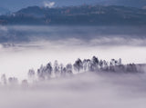 Foggy morning Poster och Canvastavla
