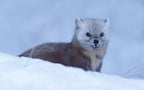 Pine Marten Poster och Canvastavla