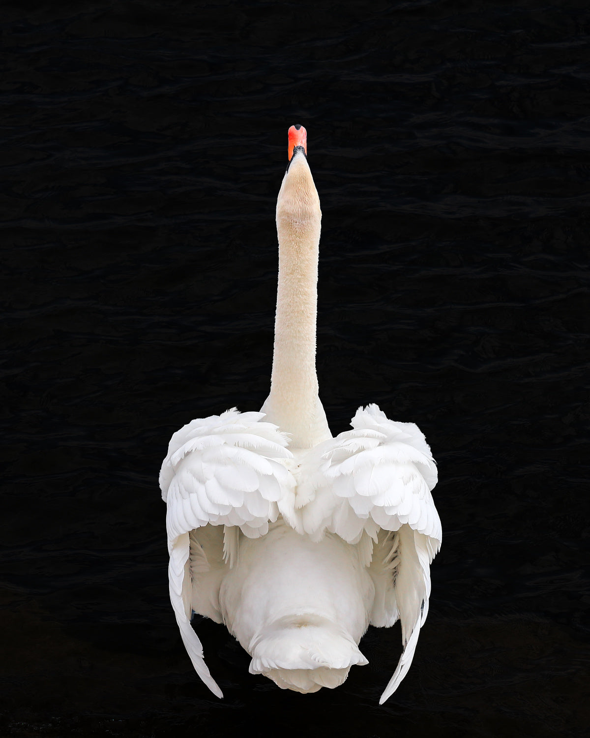 Swan Poster och Canvastavla