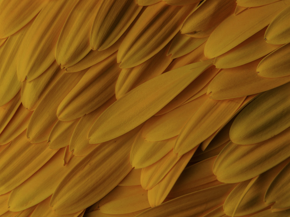 flower petals Poster och Canvastavla