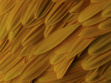 flower petals Poster och Canvastavla