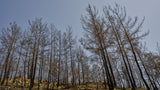 burnt trees in the forest Poster och Canvastavla