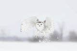 Snowy Owl taking flight Poster och Canvastavla