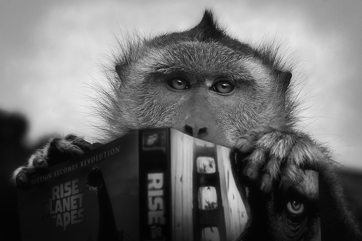 Planet of the apes Poster och Canvastavla