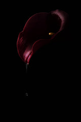 Dripping red Poster och Canvastavla