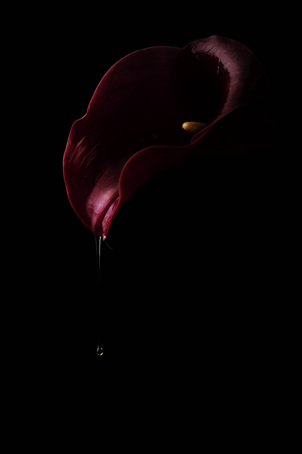 Dripping red Poster och Canvastavla