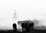 black and white sheep flock Poster och Canvastavla