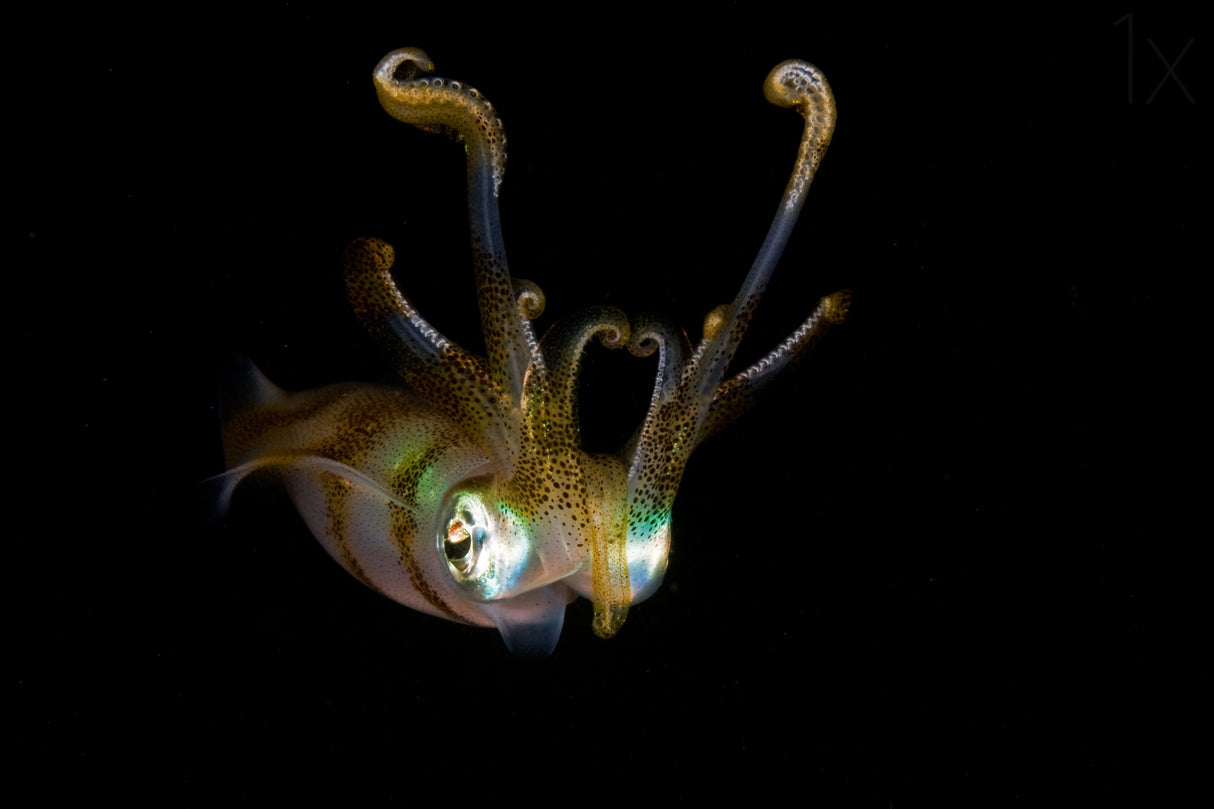 Reef Squid Poster och Canvastavla