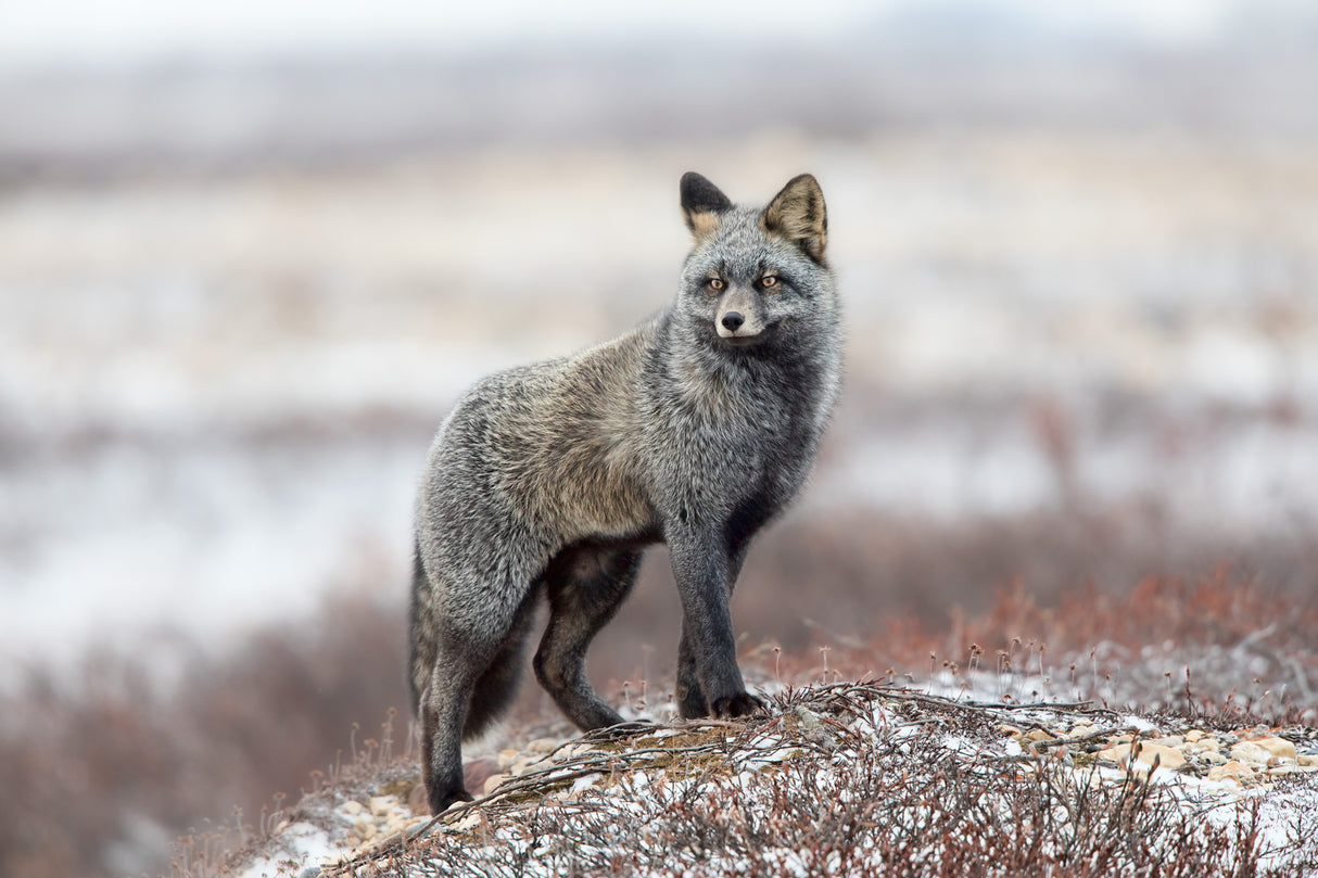 Cross Fox Poster och Canvastavla
