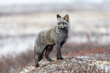 Cross Fox Poster och Canvastavla