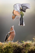 Chaffinch Display Poster och Canvastavla