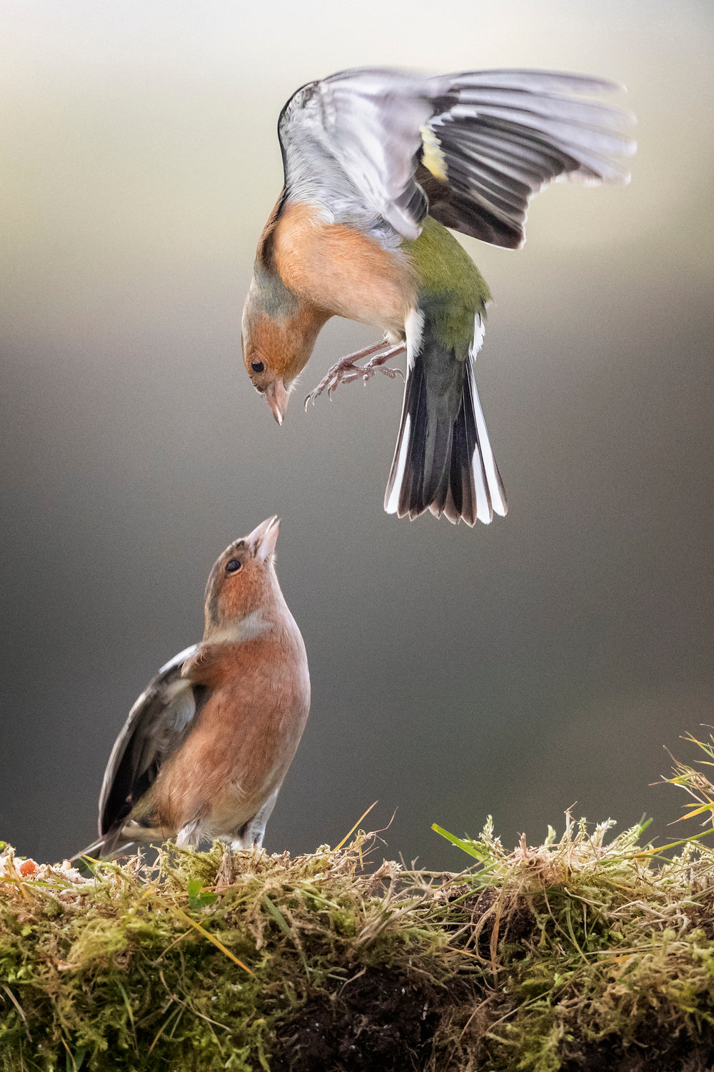 Chaffinch Display Poster och Canvastavla
