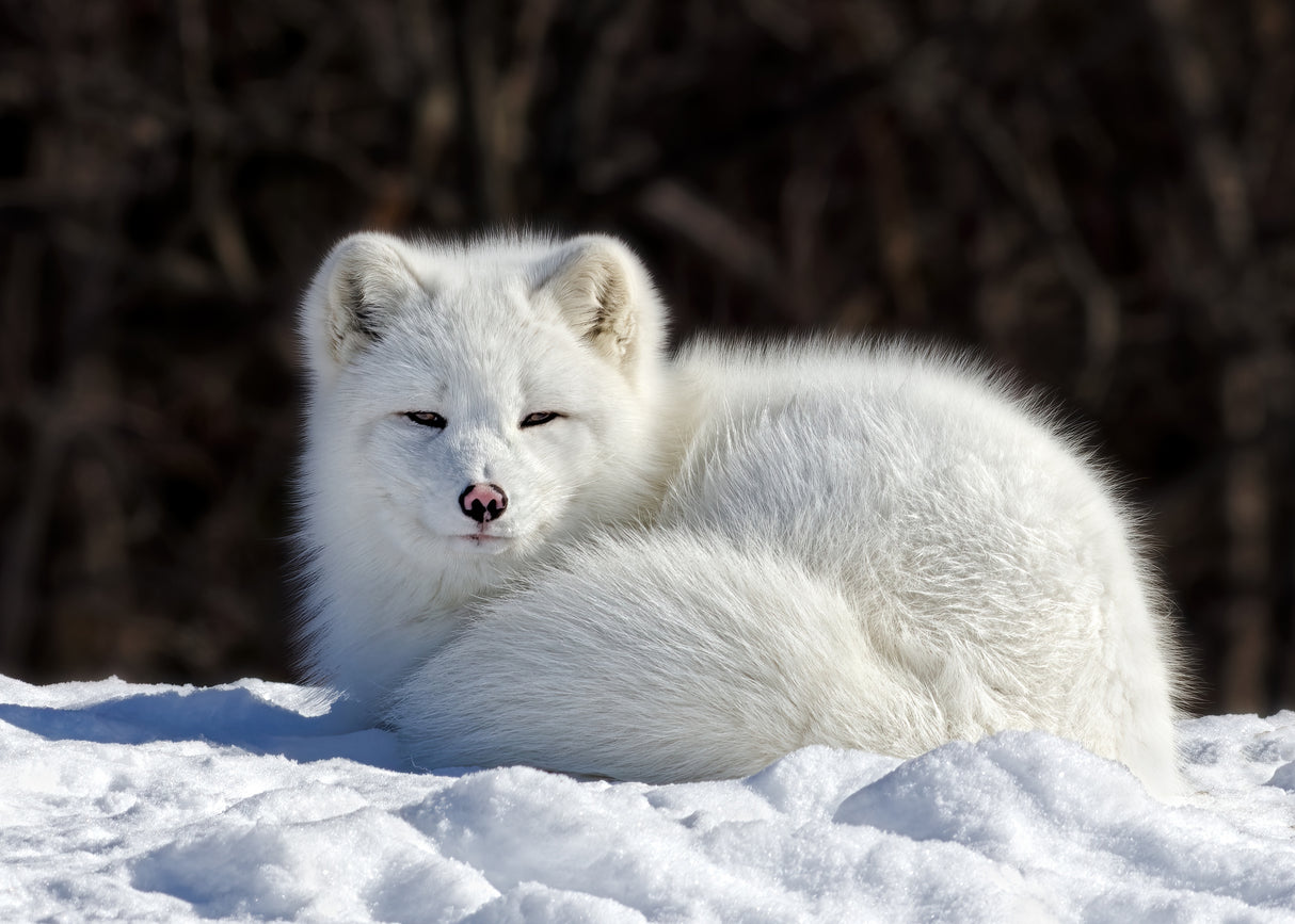 Arctic Fox Poster och Canvastavla