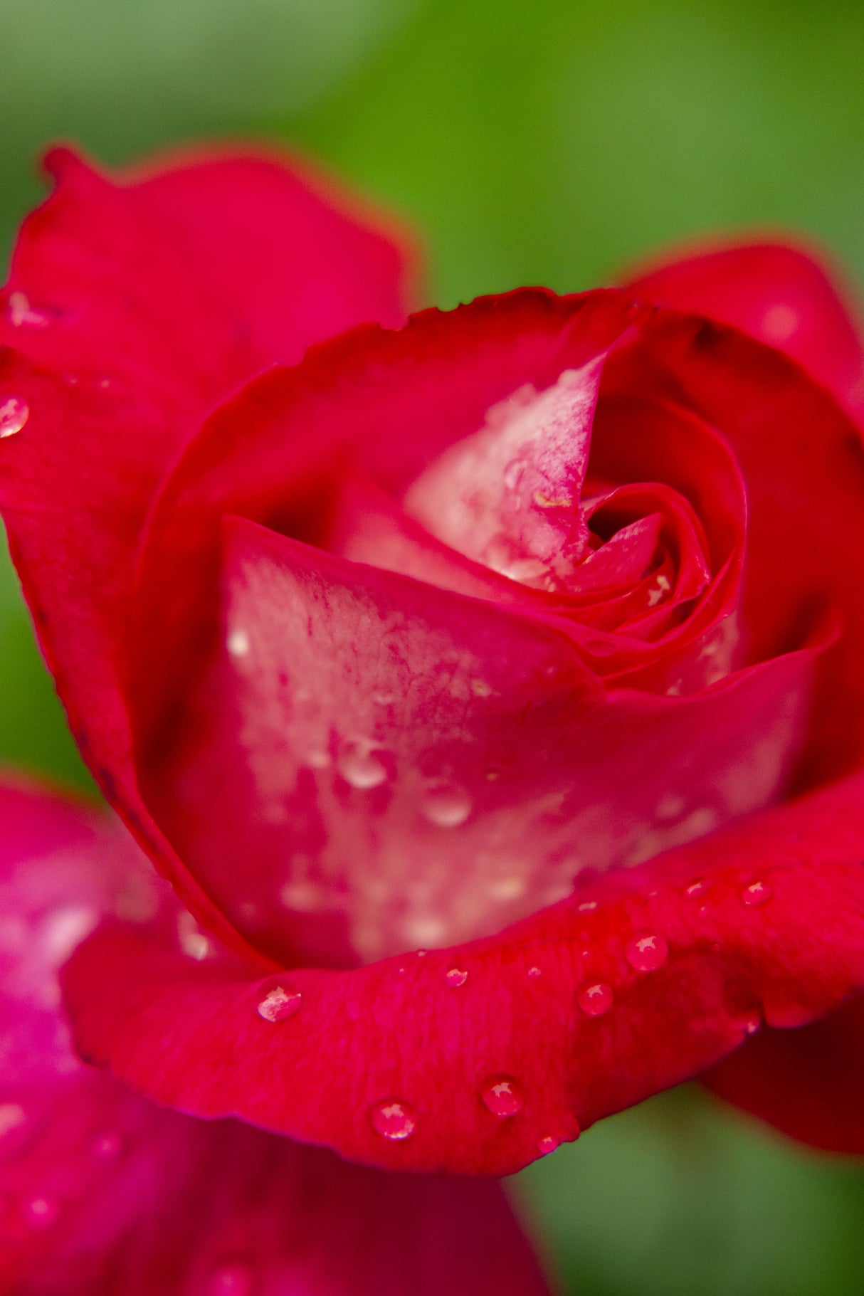 rose close up Poster och Canvastavla