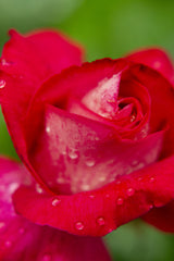 rose close up Poster och Canvastavla